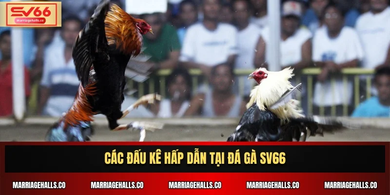 Các đấu kê hấp dẫn tại đá gà SV66