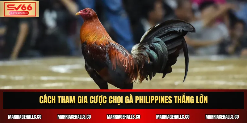 Cách tham gia cược Chọi Gà Philippines thắng lớn