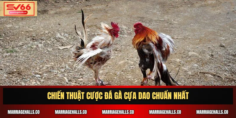 Chiến thuật cược Đá Gà Cựa Dao chuẩn nhất