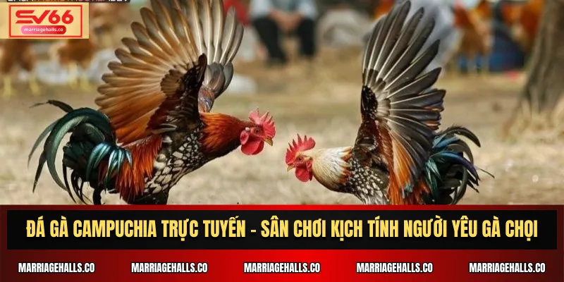Đá Gà Campuchia Trực Tuyến