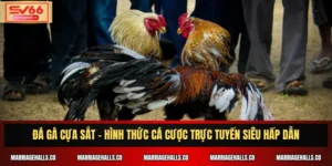 Đá Gà Cựa Sắt