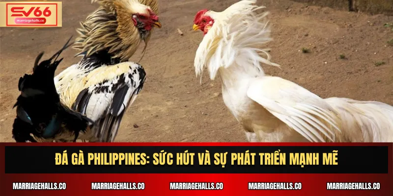 Đá Gà Philippines