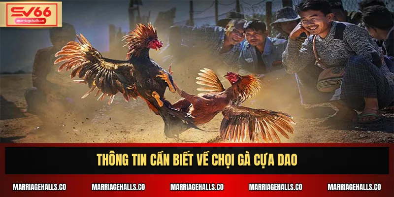Thông tin cần biết về Chọi Gà Cựa Dao