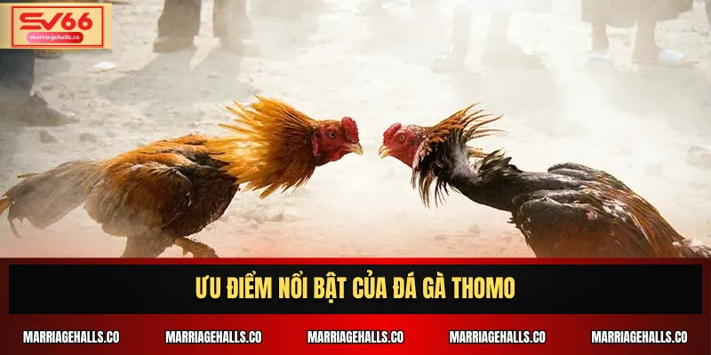 Ưu điểm nổi bật của Đá Gà Thomo